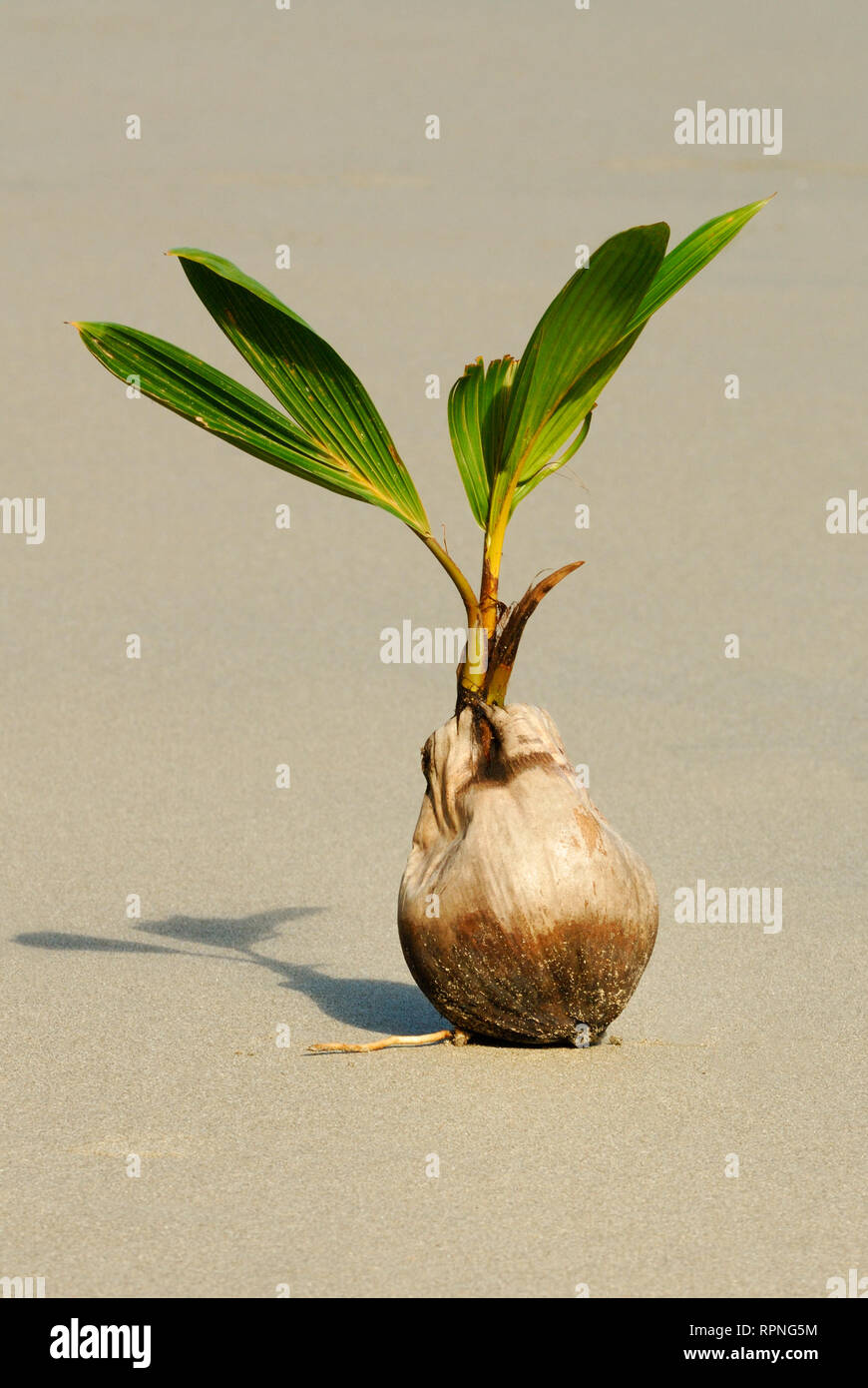 Coconut (Cocos nucifera) sprouting Stock Photo