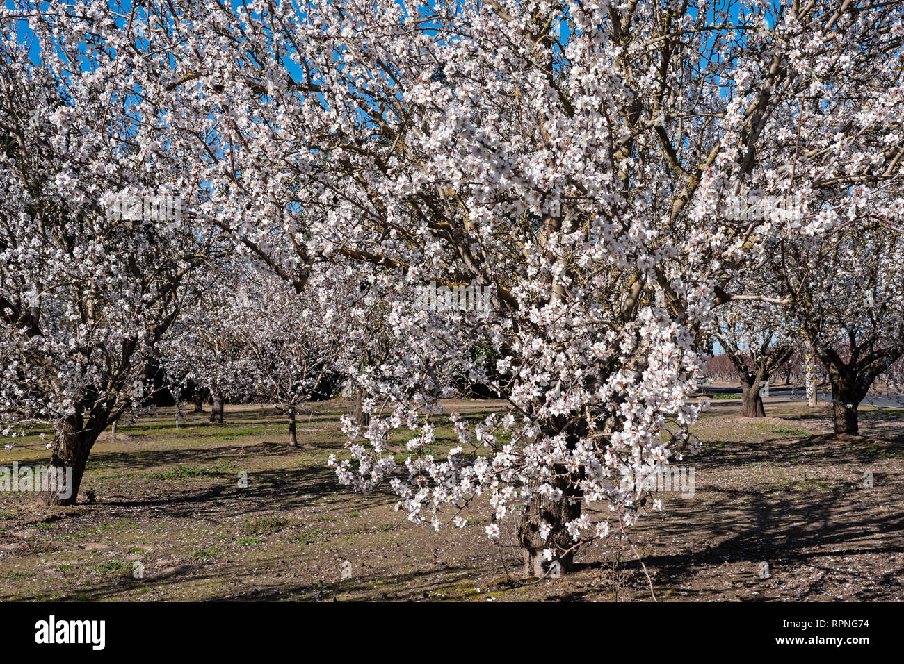 Almond Blossoms in The Central Valley, California Stock Photo Alamy