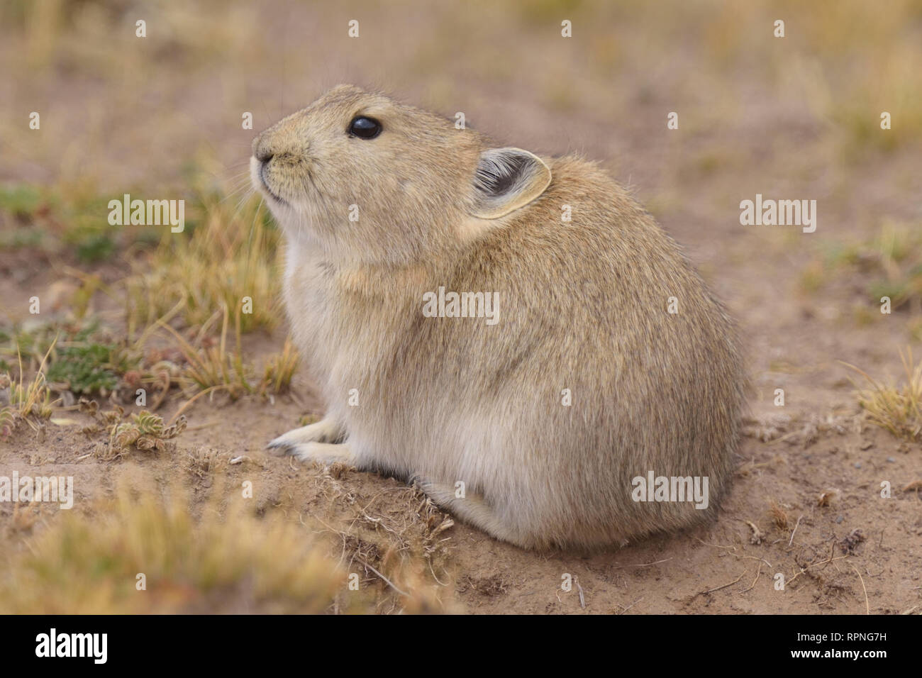 Tibetan plateau animals hi-res stock photography and images - Alamy