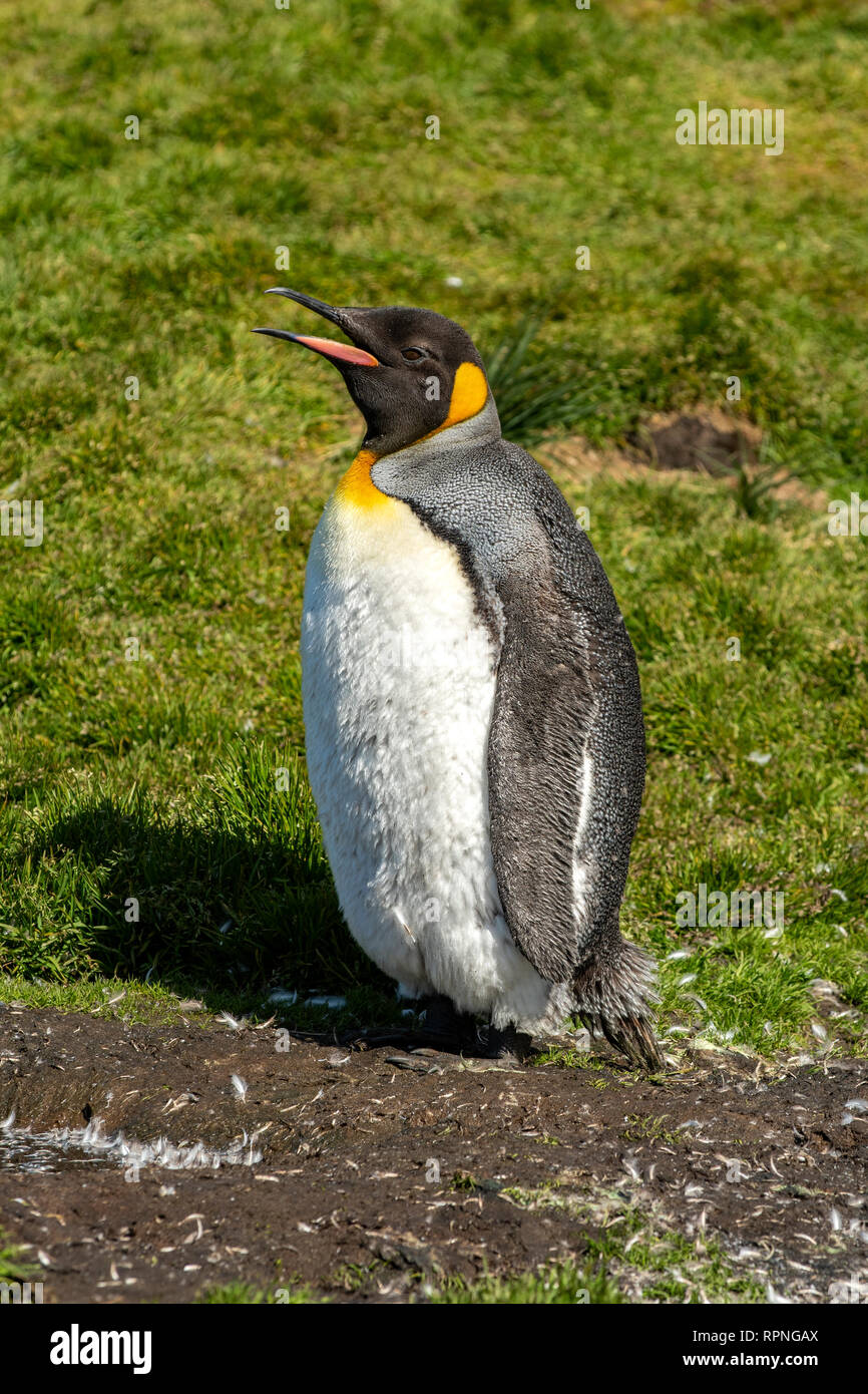 King Penguin, Aptenodytes patagonica, South Georgia Stock Photo