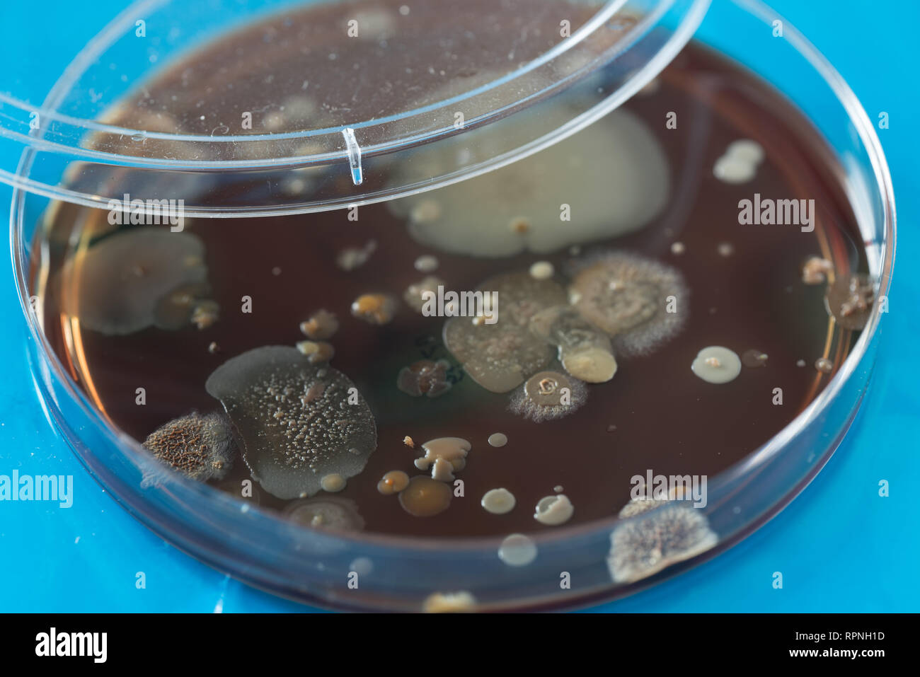 Petri dish with colonies of bacteria Stock Photo Alamy