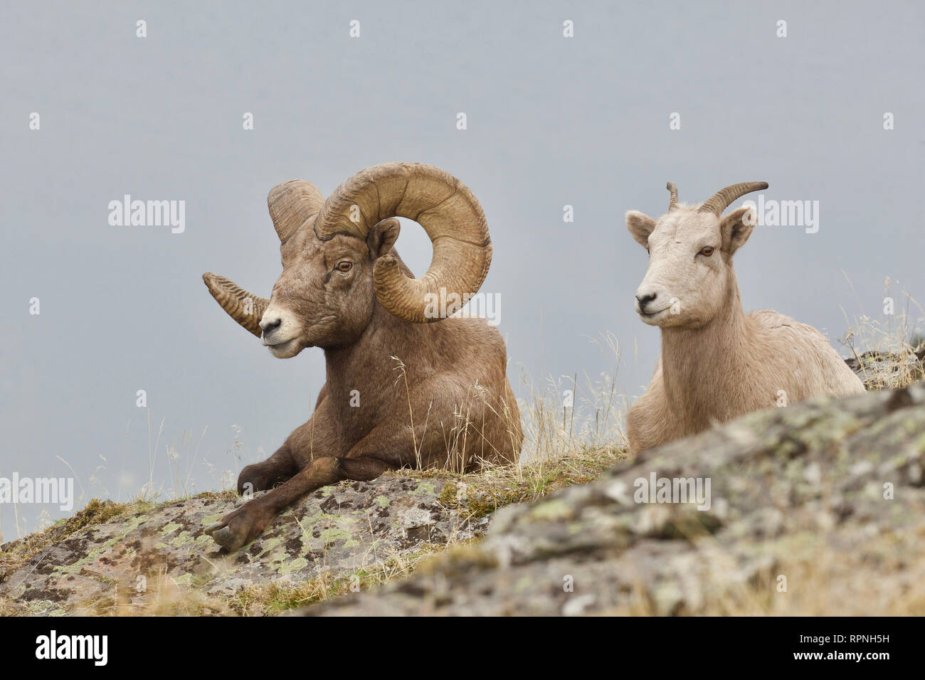 Rocky Mountain Bighorn Sheep - a full curl ram and a ewe take a rest from the ardors of the November breeding season Stock Photo