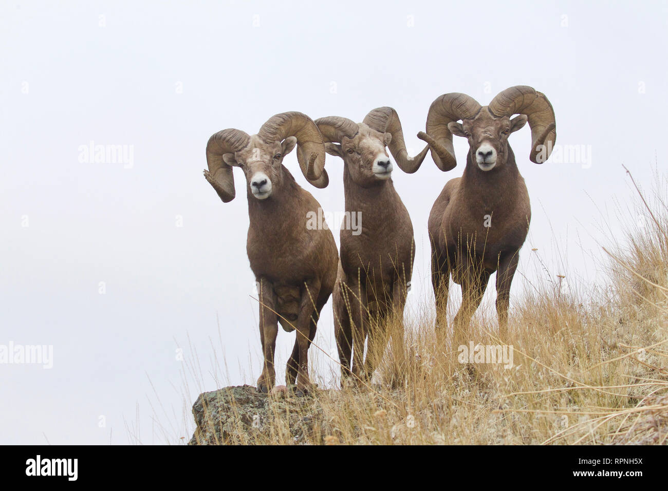 Three Rocky Mountain rams on a grassy precipice Stock Photo