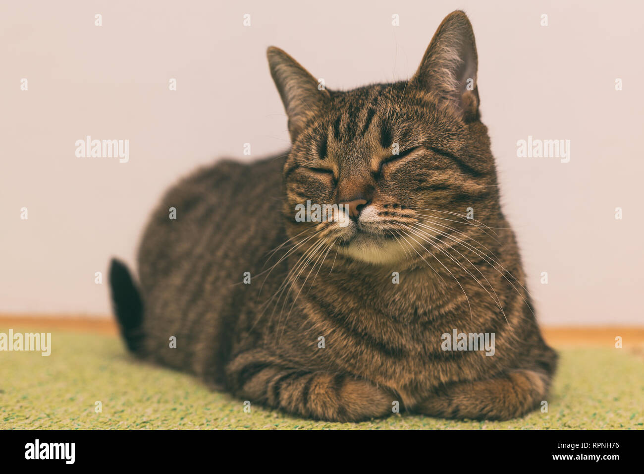 Beautiful cat sleeping on the floor at home Stock Photo - Alamy