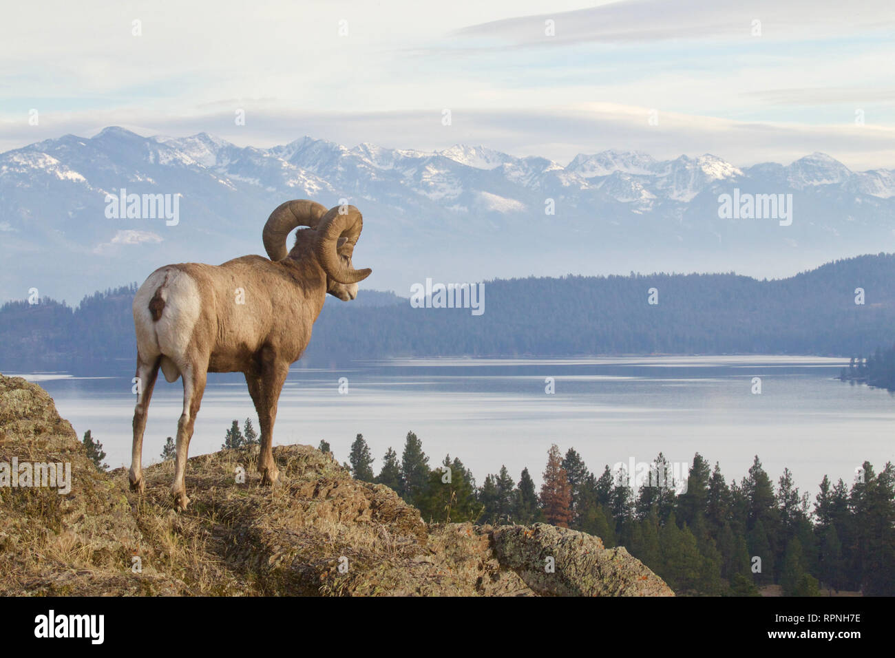 Rocky Mountain Bighorn Sheep - a ram overlooks the rugged Mission Mountain Range near Glacier National Park in western Montana Stock Photo