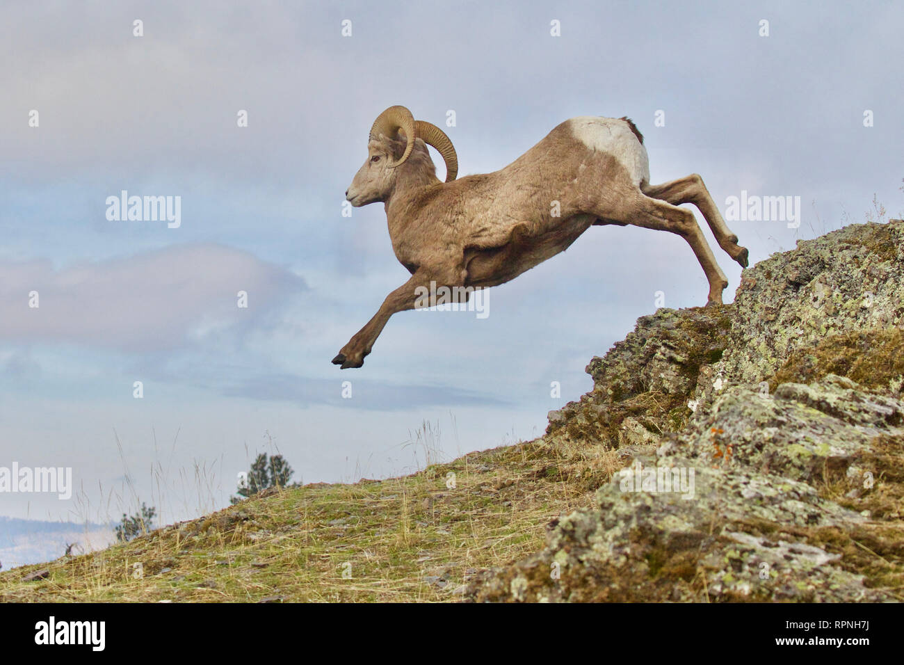 Rocky Mountain Bighorn Sheep - a ram leaps from a rocky precipice (presented as taken, not photoshopped) Stock Photo