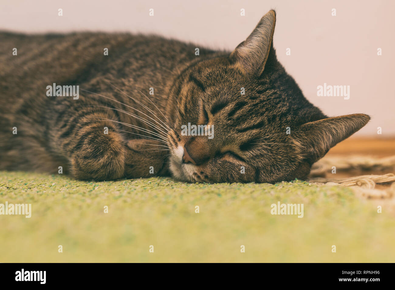 Beautiful cat sleeping on the floor at home Stock Photo - Alamy