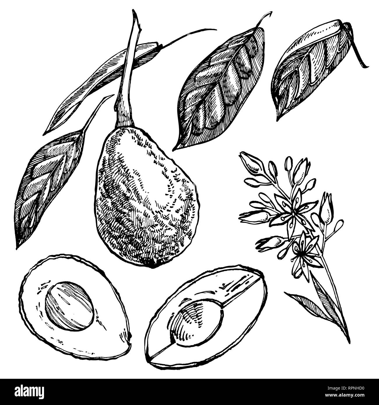 Avocado. Hand drawn illustrations. Tropical summer fruit engraved style ...