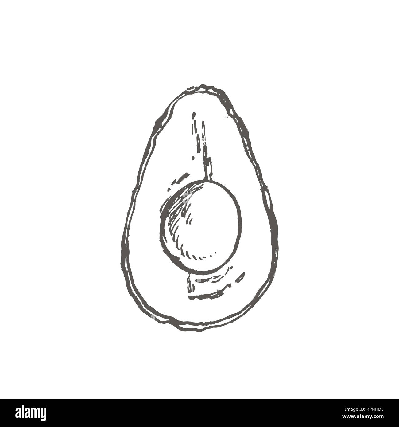 Avocado. Hand drawn illustrations. Tropical summer fruit engraved style ...