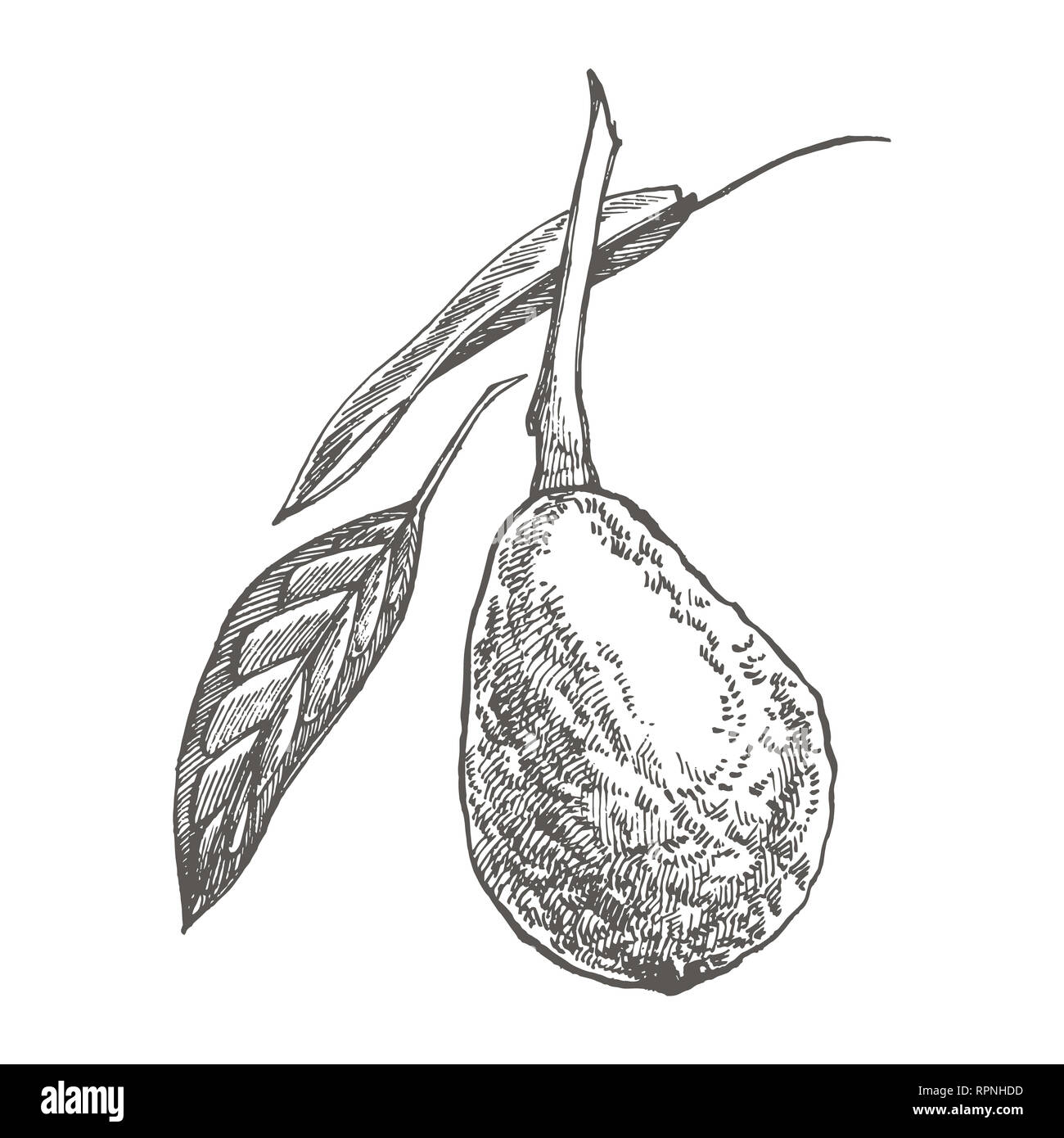 Avocado. Hand drawn illustrations. Tropical summer fruit engraved style ...