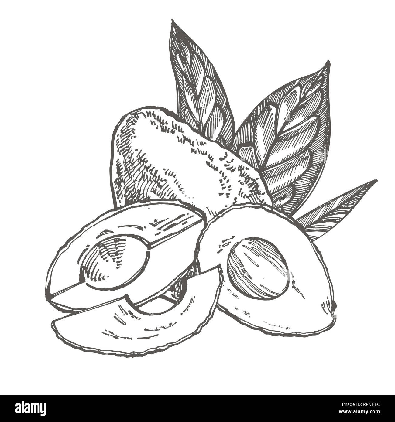 Avocado. Hand drawn illustrations. Tropical summer fruit engraved style ...