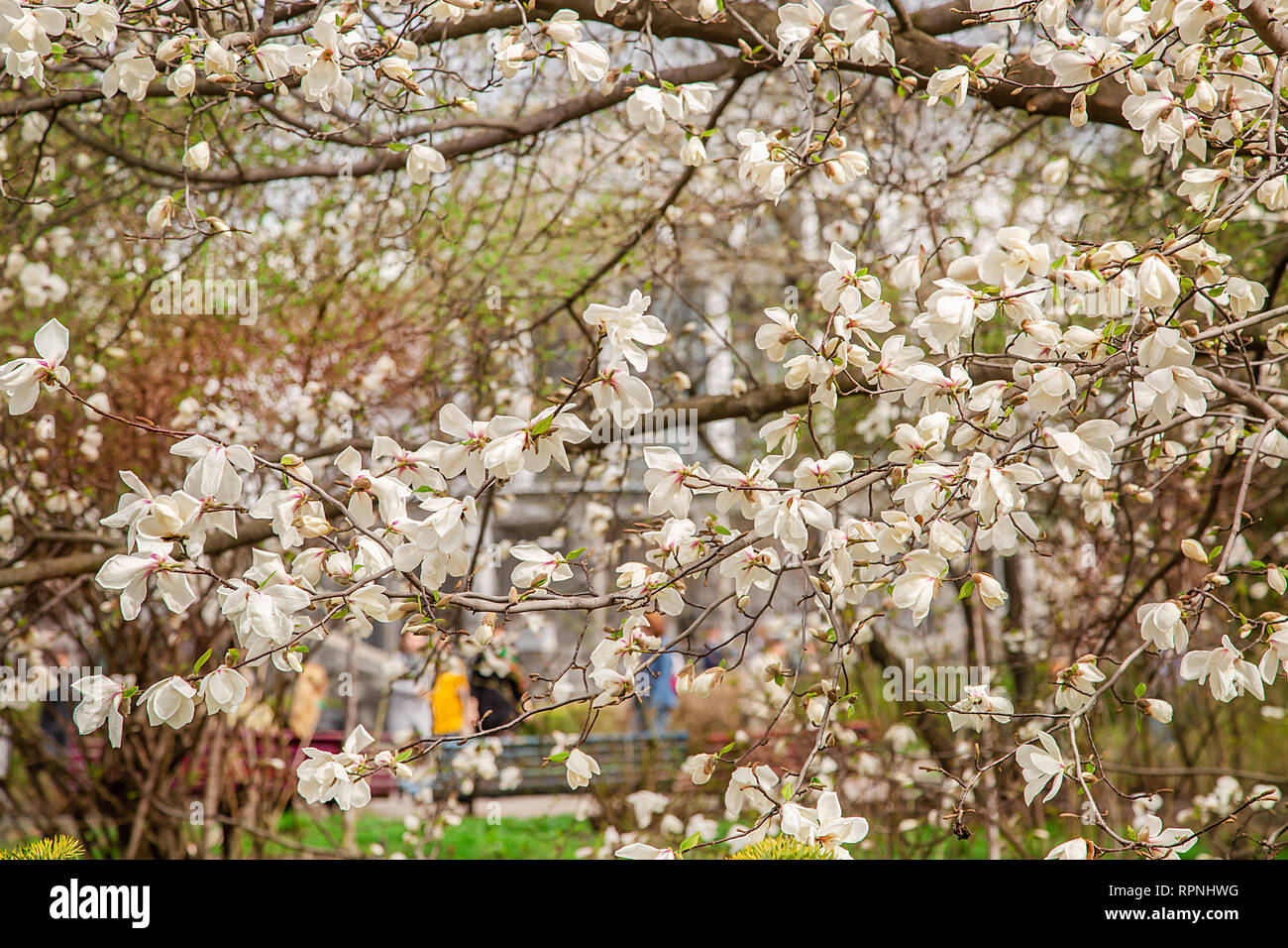 Large pink and white magnolia trees bloom in a park on a spring day ...