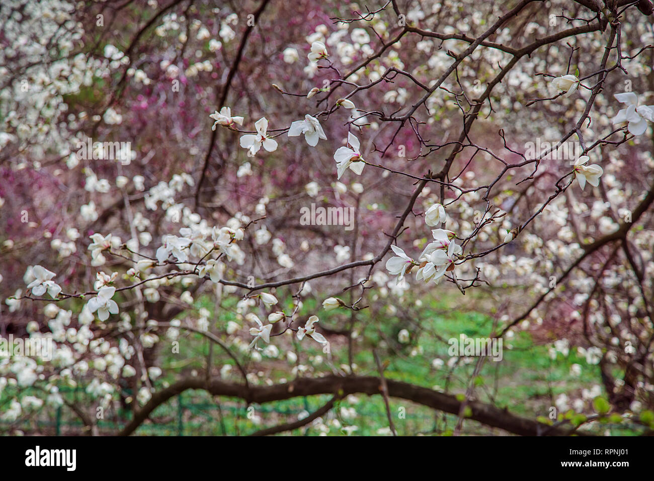 Large pink and white magnolia trees bloom in a park on a spring day ...