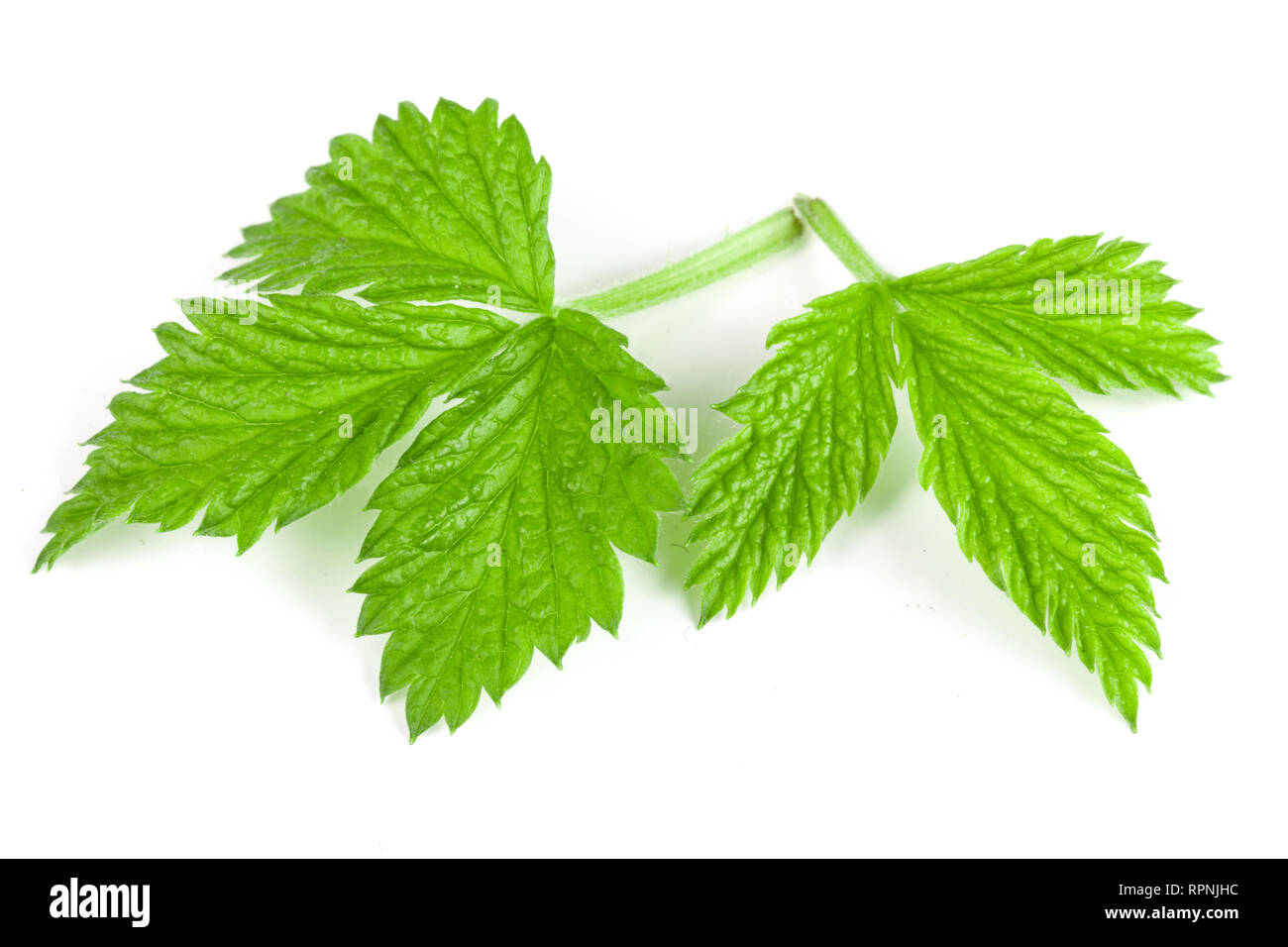 Fresh raspberry leaf isolated on white background Stock Photo Alamy
