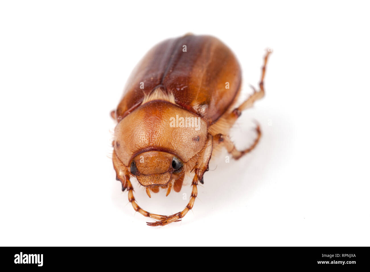 May beetle or Cockchafer or Melolontha isolated on white background Stock Photo