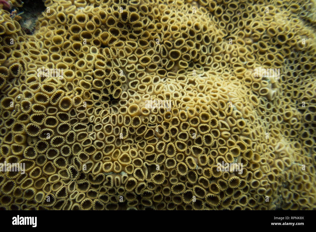 Palythoa caribaeorum coral from SE Brazil, Ilhabela. Stock Photo