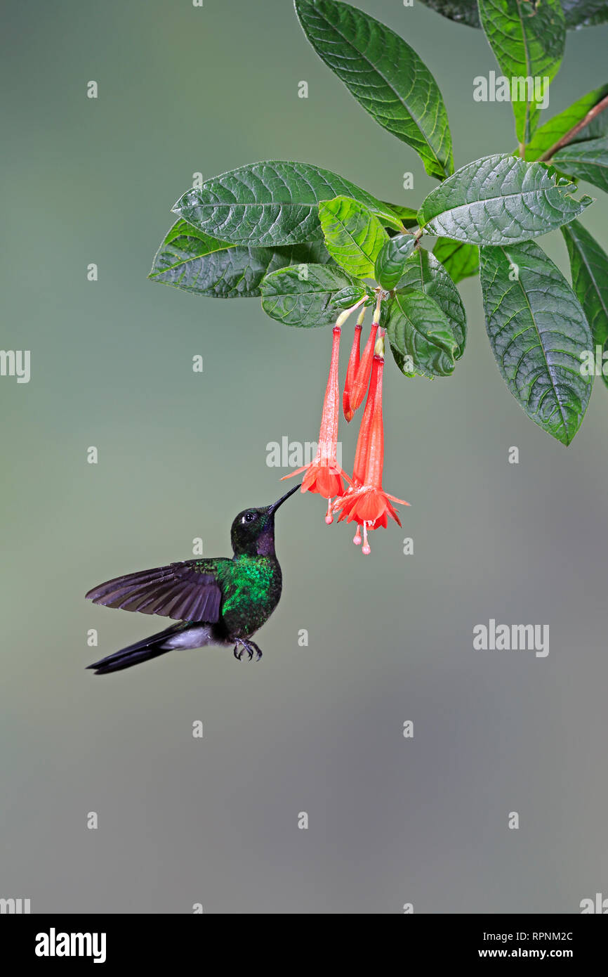 Tourmaline Sunangel hummingbird in Ecuador Stock Photo