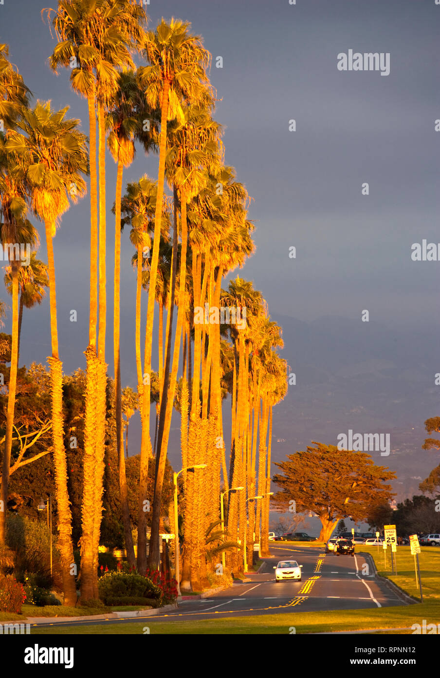 Street at Sunset with Palm Trees Stock Photo - Alamy