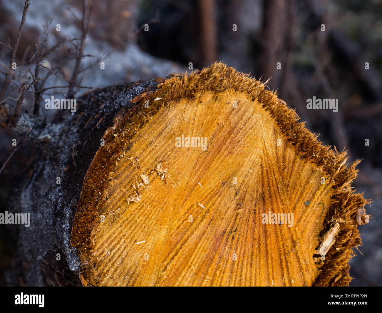 Pine tree stump log showing hi-res stock photography and images - Alamy