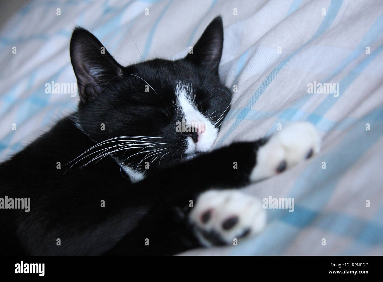 Young adult cat sleeping on bed. Black and white British short-hair moggie. Indoors. Shallow depth of field. Subtle processing so user can adjust as r Stock Photo