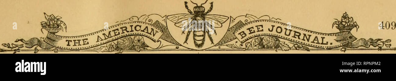. American bee journal. Bee culture; Bees. 409 of large hives, with glass on both sides, will enable the beginner to learn very rapidly as it places everything under the eye of the apiarist, just as it exists in a regular colony so that many mysteries are explained. The busy months run from first of February to last'of October, though it is chiefly confined to March, April and May. Adaptation of Southern Georgia to bees, though there has been great success in the North, yet it can be carried to greater perfec- tion here than there, if we will but acquaint ourselves with it here as they do ther Stock Photo