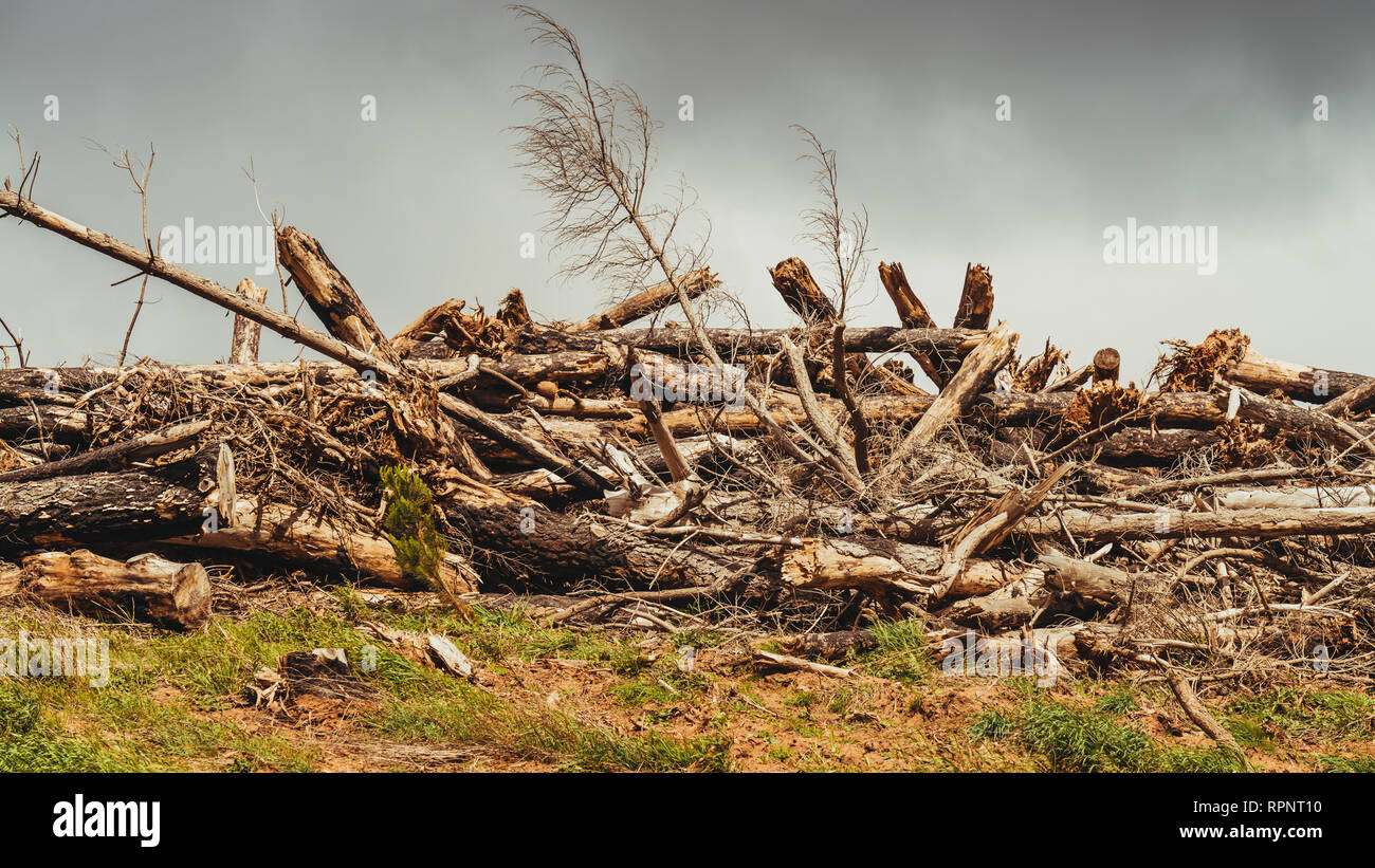 Pile of trees destroyed by hurricane in Adelaide Hills, South Australia Stock Photo