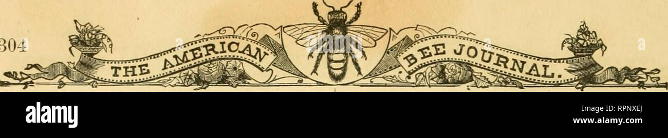 . American bee journal. Bee culture; Bees. 304 Milk and Honey.—Take a bowl of inilk and break some light wheat bread and also some white comb honey into it. This is de- licious—the proverbial &quot;milk and honey&quot; of the ancients. Honey Cake.—One quart of extracted honey, 3^ pint sugar, H pint melted butter, 1 teaspoonful soda, dissolved in }4 teacup of warm water, 14 of a nutmeg and 1 teaspoon- ful of ginger. Mix these ingredients and then work in flour and roll. Cut in thin cakes and bake on buttered tins in a quick oven. German Honey Cake.—Three and one- half pounds of flour, }4 pound Stock Photo