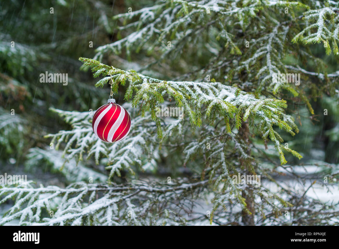 Red Christmas Ball Hanging on the Fir Branch Stock Photo - Alamy
