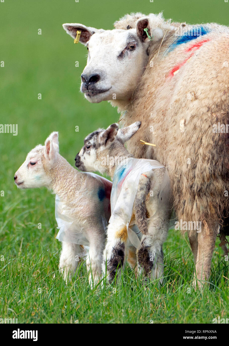 Lambs in coats hi res stock photography and images Alamy