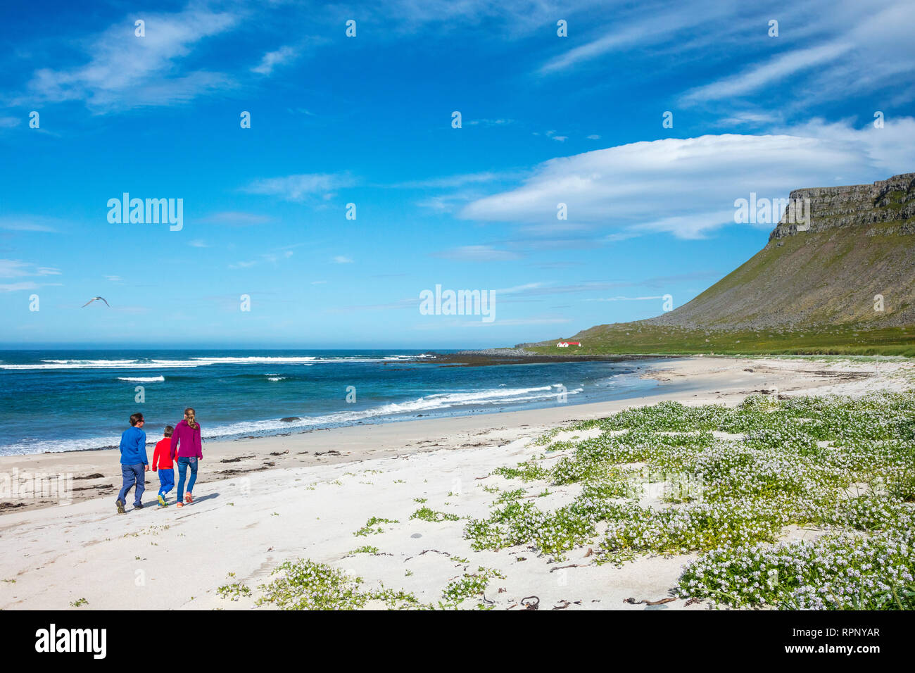 Family walking past Arctic sea rocket (cakile arctica) on the sandy beach at Breidavik. Latrabjarg Peninsula, Westfjords, Iceland. Stock Photo