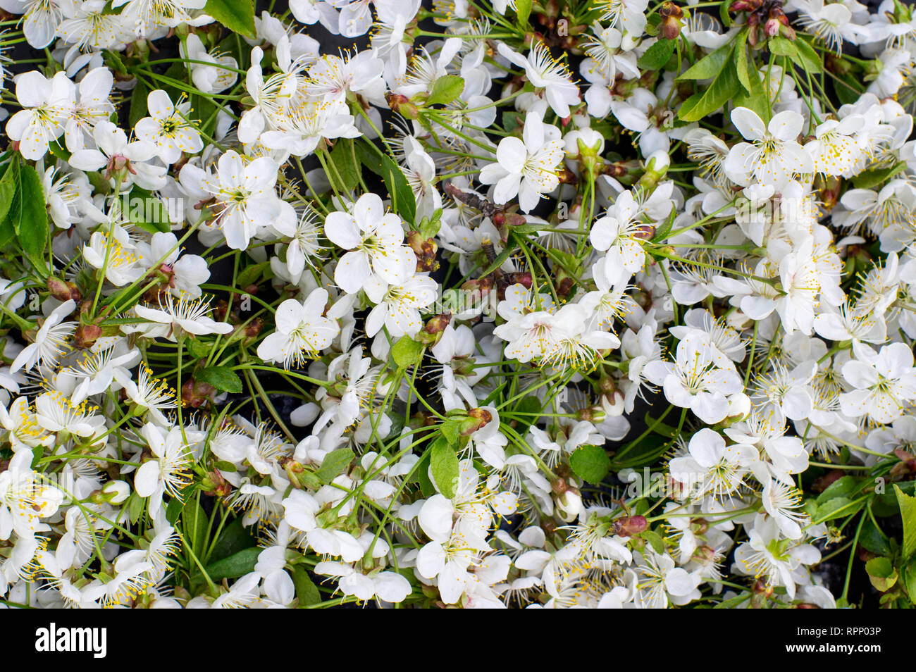 Blossoming white cherry tree, flowers background Stock Photo