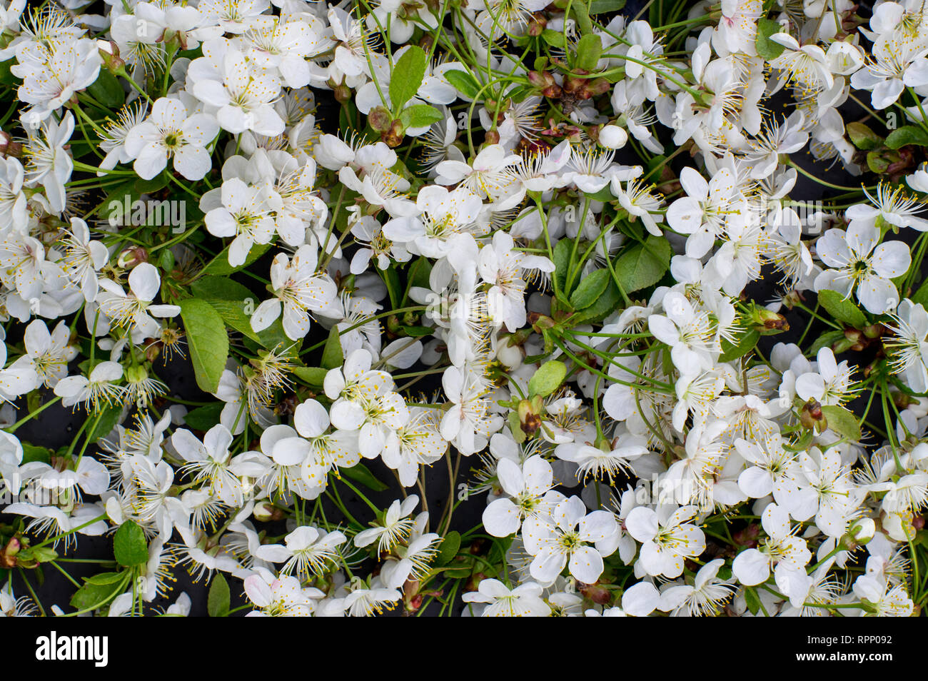 Blossoming white cherry tree, flowers background Stock Photo