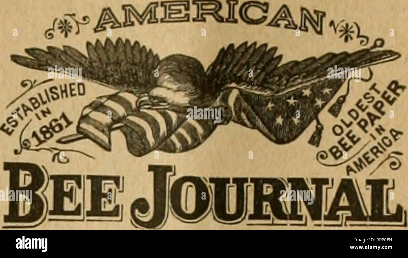 . American bee journal. Bee culture; Bees. Vmm MMSMlCMff MMM J@WMmM1L. 349 t^^^ ^^^^:^ ^^ t •^ ' ^ .^^ &quot; •^,* *'i **&gt; * * * -'^^ •^ ^^ »^^^. — . — .^^^^^ ^^^^^^^»^ » Separators and Races or Bees. In the beginning and at the close of the season, when honey comes in slowlj-, I think tliat separators are a necessity, to have the combs straight; but in a good lioney-flow, I have no need of them ; yet I cannot dispense witli tlie small foundation starter or guide, to keep the combs straight in the sections. As to races of bees, the blacks arc good, but disagreeable to work with ; my best yi Stock Photo