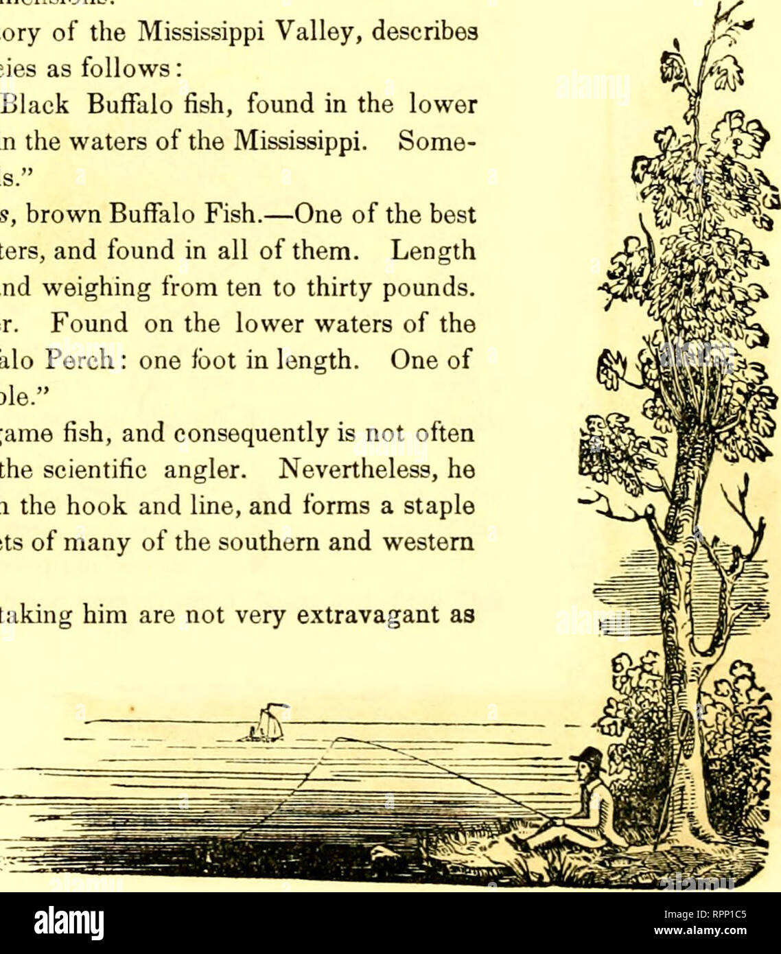 . American angler's guide : or, complete fisher's manual, for the United States: containing the opinions and practices of experienced anglers of both hemispheres ; with the addition of a second part.. Fishing. CHAPTER XXVIII. THE BUFFALO. Catostomus Babulus. Is a singular looking fish with an odd name, having his abid- ing place in the waters of the Mississippi, Ohio, and many other of our western rivers. In appearance he somewhat resembles the porgy of salt water, except that he is much thicker through the body. The formation of his mouth is similar to that of the common fresh water sucker. I Stock Photo