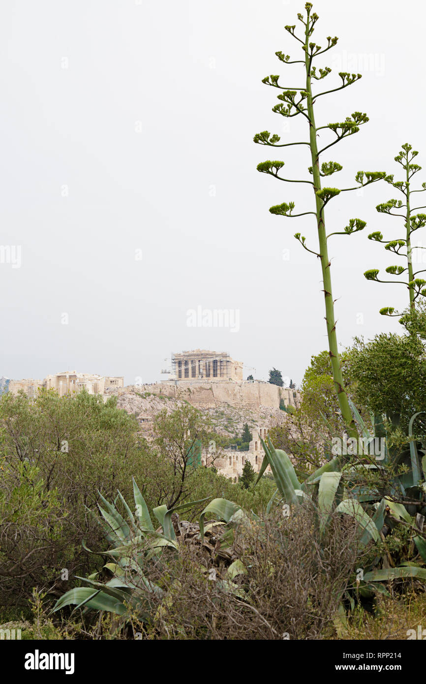 The ancient citadel of the Acropolis of Athens, Greece. Agave plant