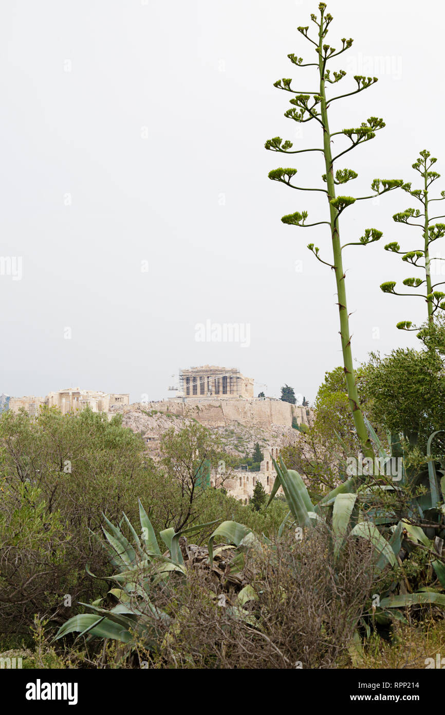 The ancient citadel of the Acropolis of Athens, Greece. Agave plant flower at the foreground. Stock Photo