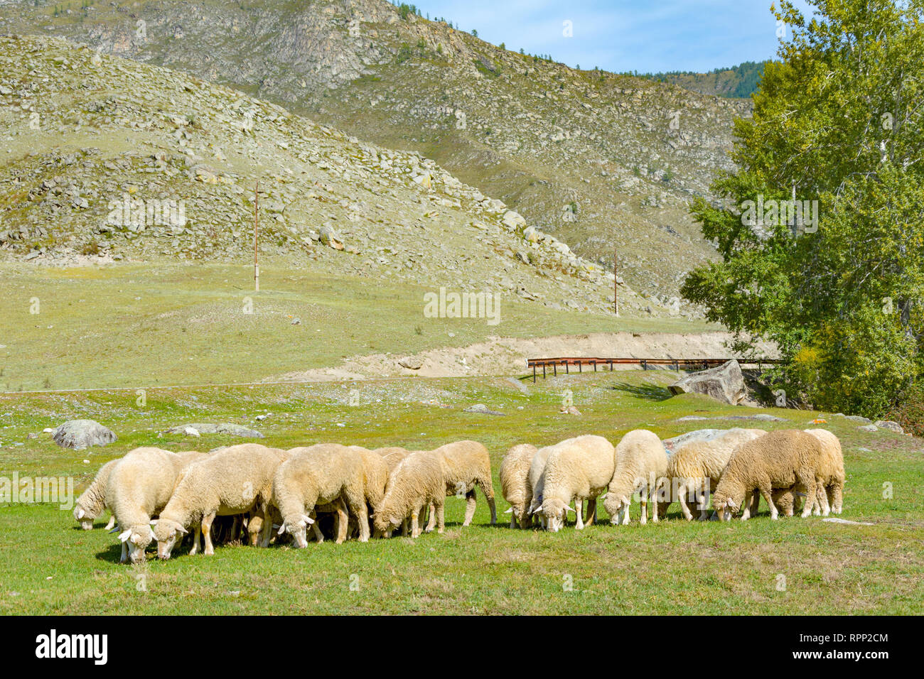 Купить алтайских овец. Табунное овцеводство в России. Как пасут овец Алтае. Чебан пасёт овец на берегу Днестра.