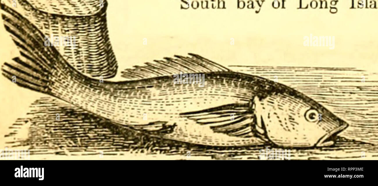 . American angler's guide : or, complete fisher's manual, for the United States: containing the opinions and practices of experienced anglers of both hemispheres ; with the addition of a second part.. Fishing. 200 THE SHEEPSHEAD. in Flatlands bay, some years since, and when lie had fairly exhausted hia Btrength by long and careful skill, and was reeling liim towards the boat, on the surface of the water. lost his noble prize by the rapacity of a villanous shark, who seized the lish. and broke away with part of the line. In the evening of the same day. some net fishermen were hauling the seine Stock Photo