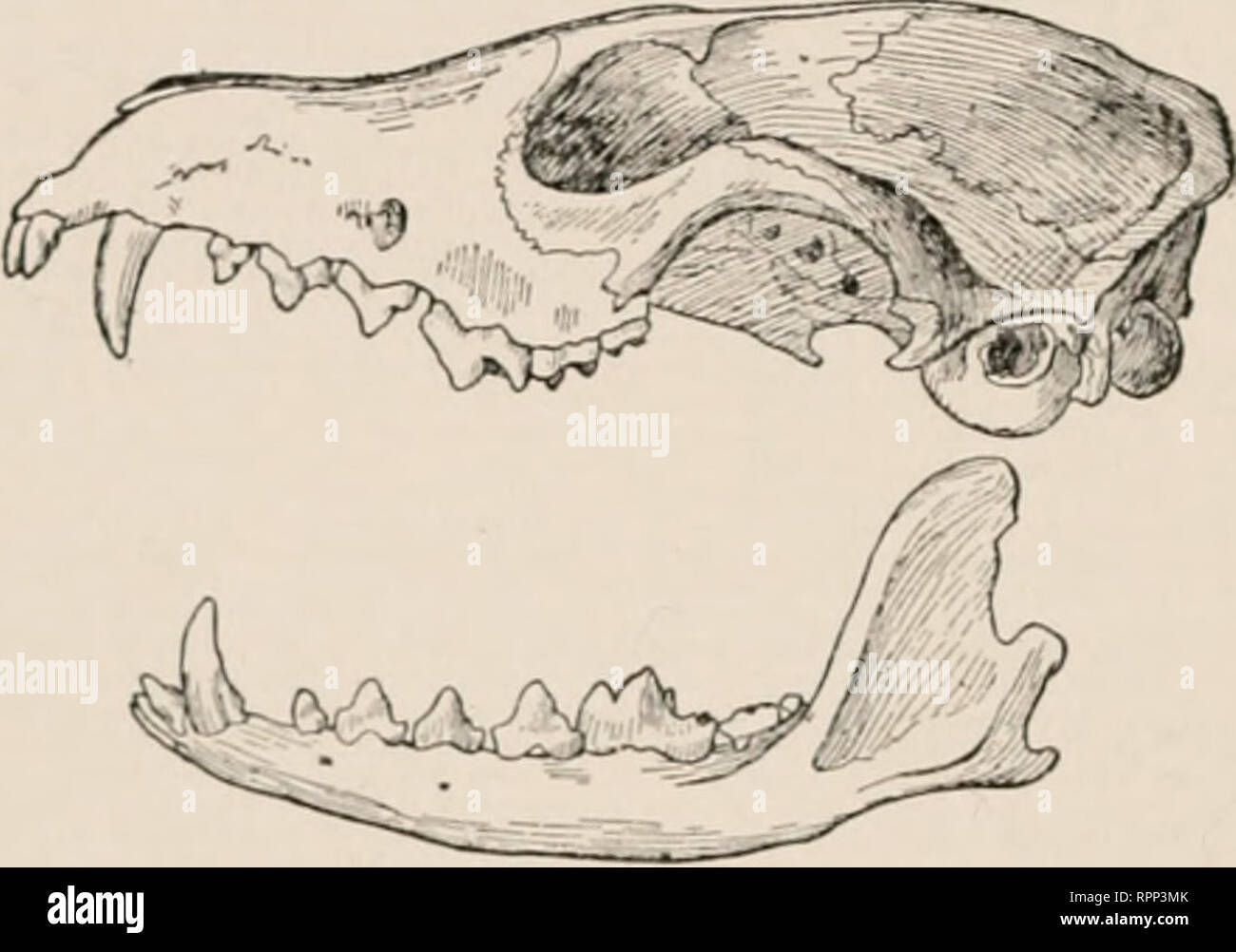 Testuz . American animals: a popular guide to the mammals of North America ...