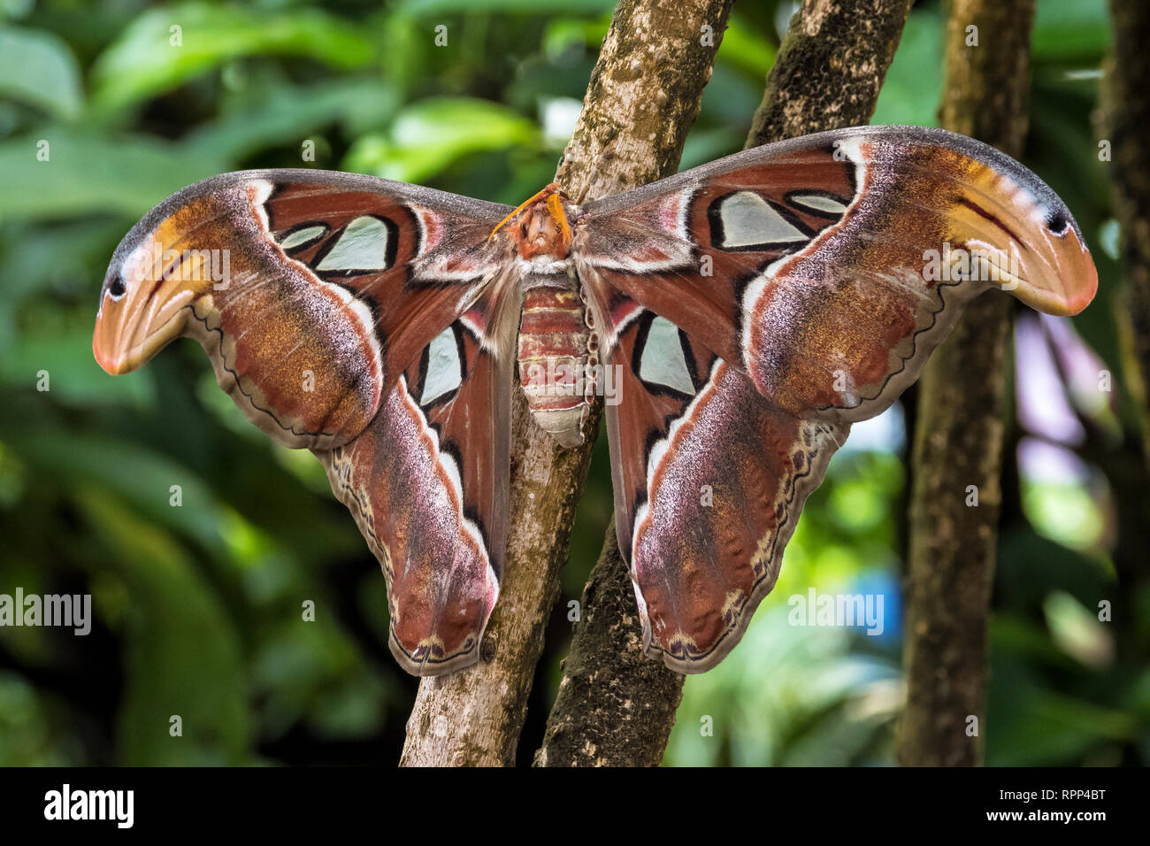 Atlas moth, Attacus atlas, these are the largest moths in the world