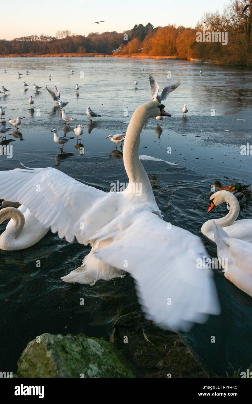 Swans on a frozen Groby Pool, Leicester, Leicestershire, UK Stock Photo