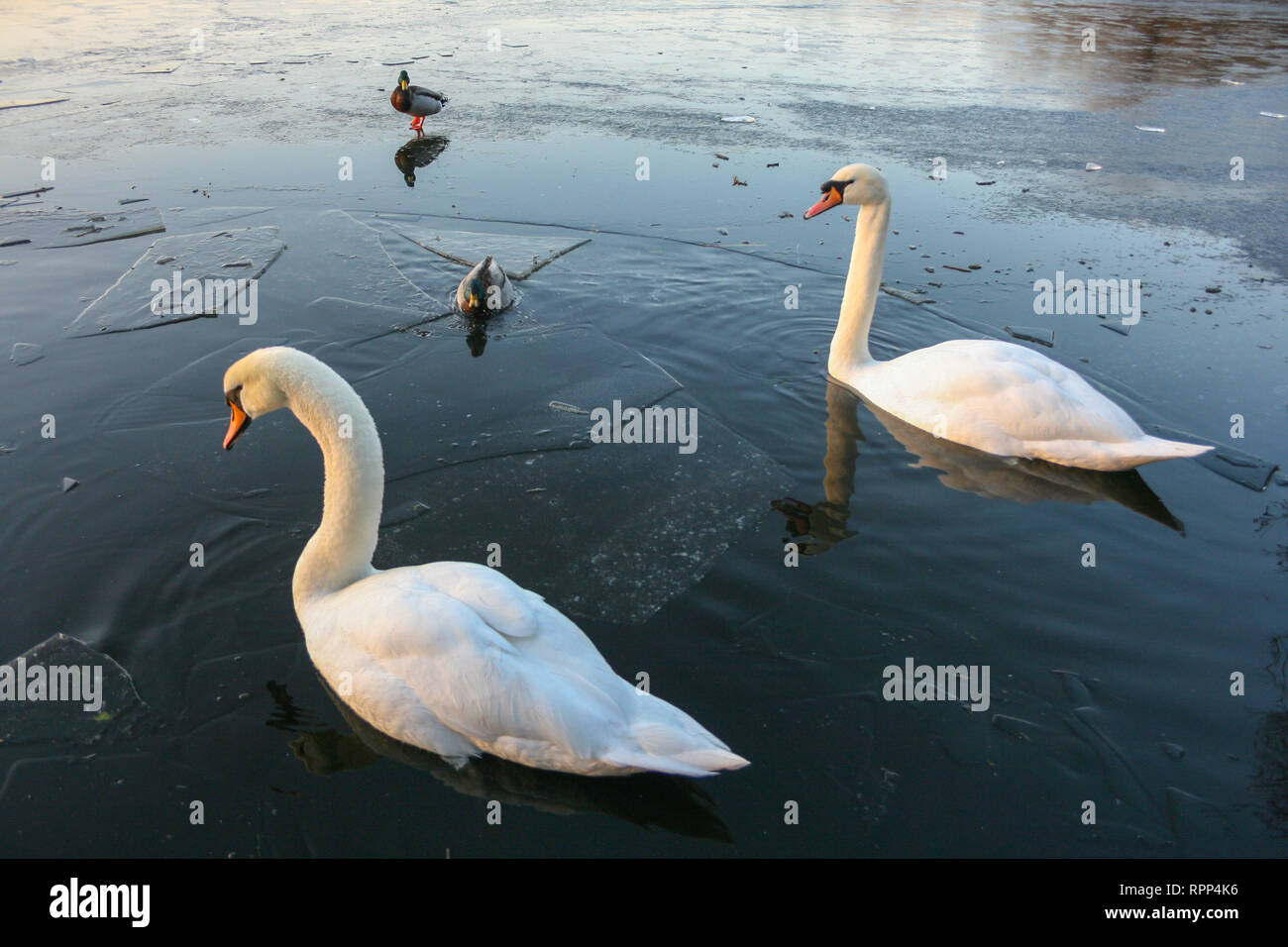 Swans on a frozen Groby Pool, Leicester, Leicestershire, UK Stock Photo