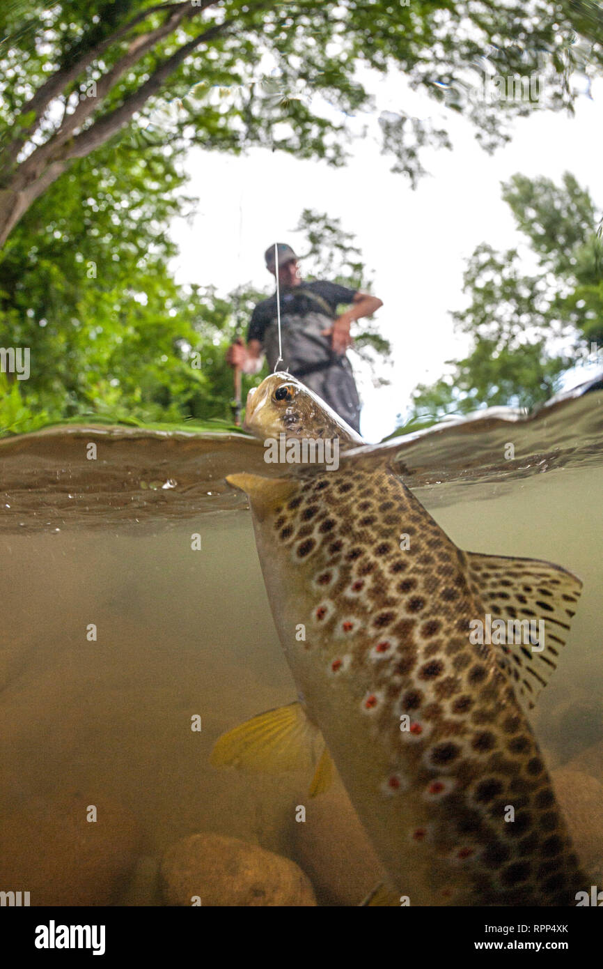 An angler capturing a river trout (Salmo trutta fario), in the Baztan valley (Spain). Typically Pyrenean, this drift fishing requires natural lures. Stock Photo