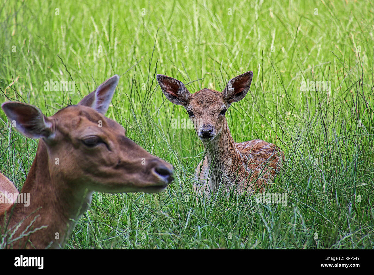 fallow deer mother and child hiding in the meadow Stock Photo