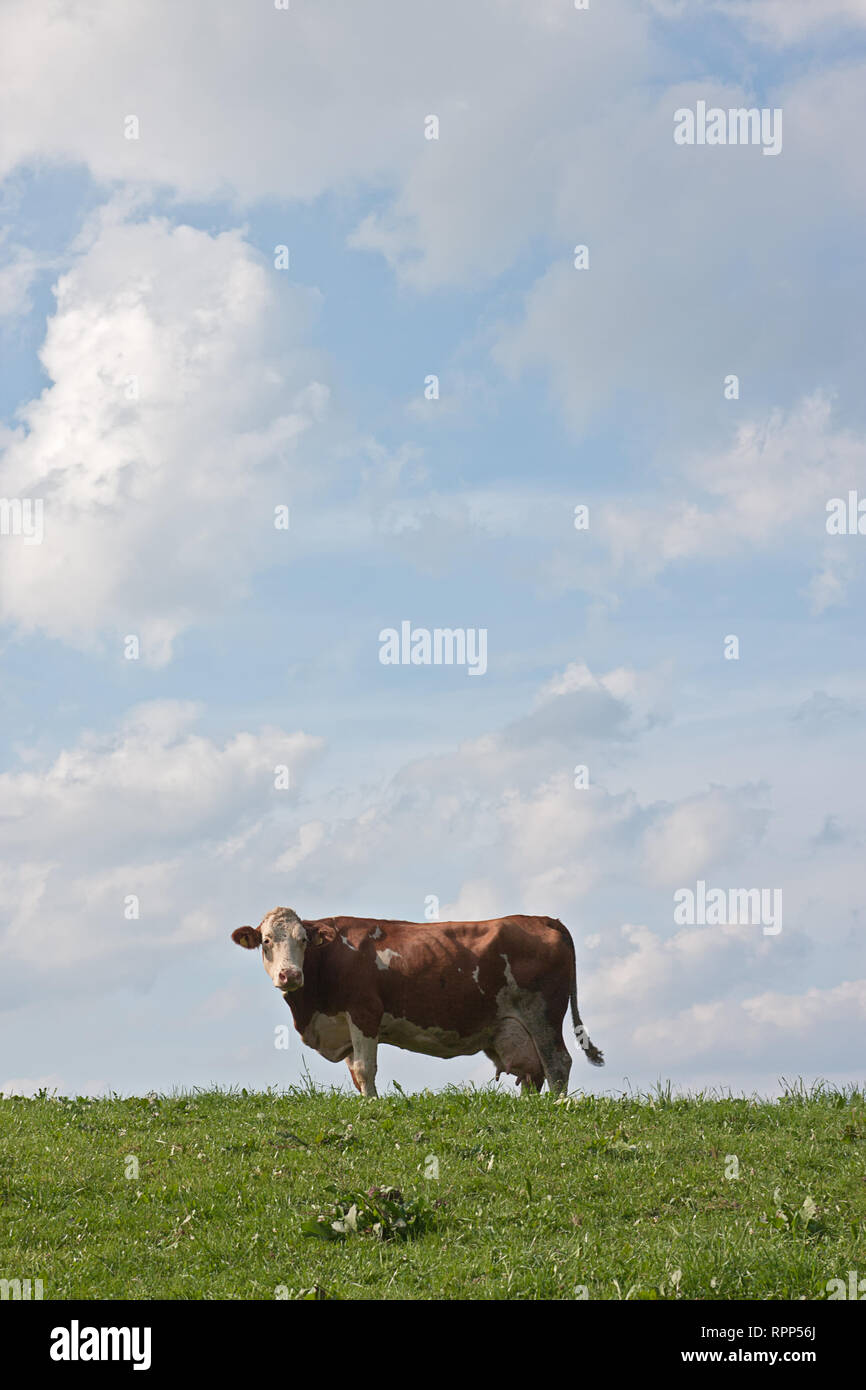 single cow on meadow in front of sky Stock Photo