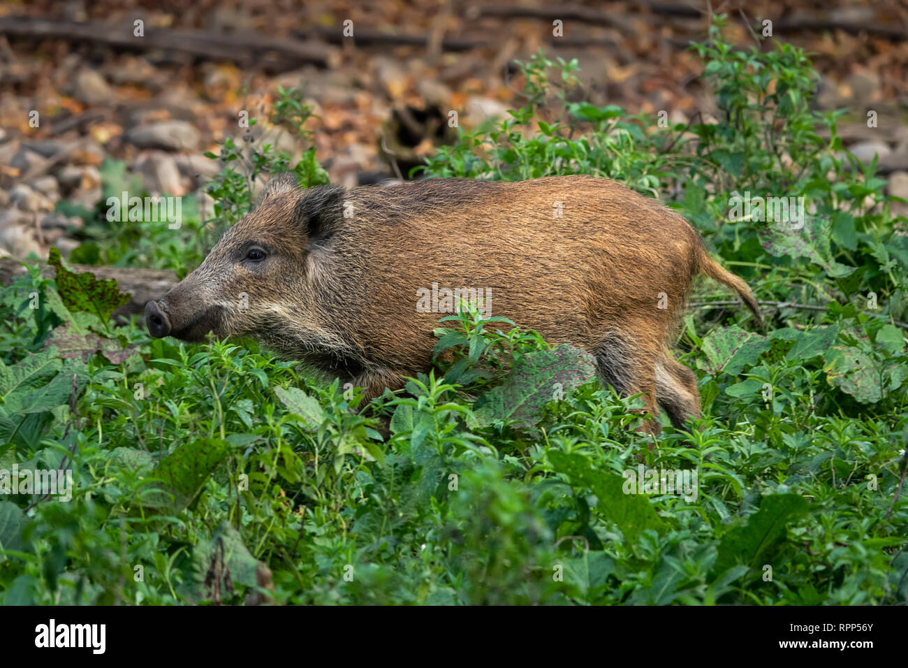 young wild boar Stock Photo