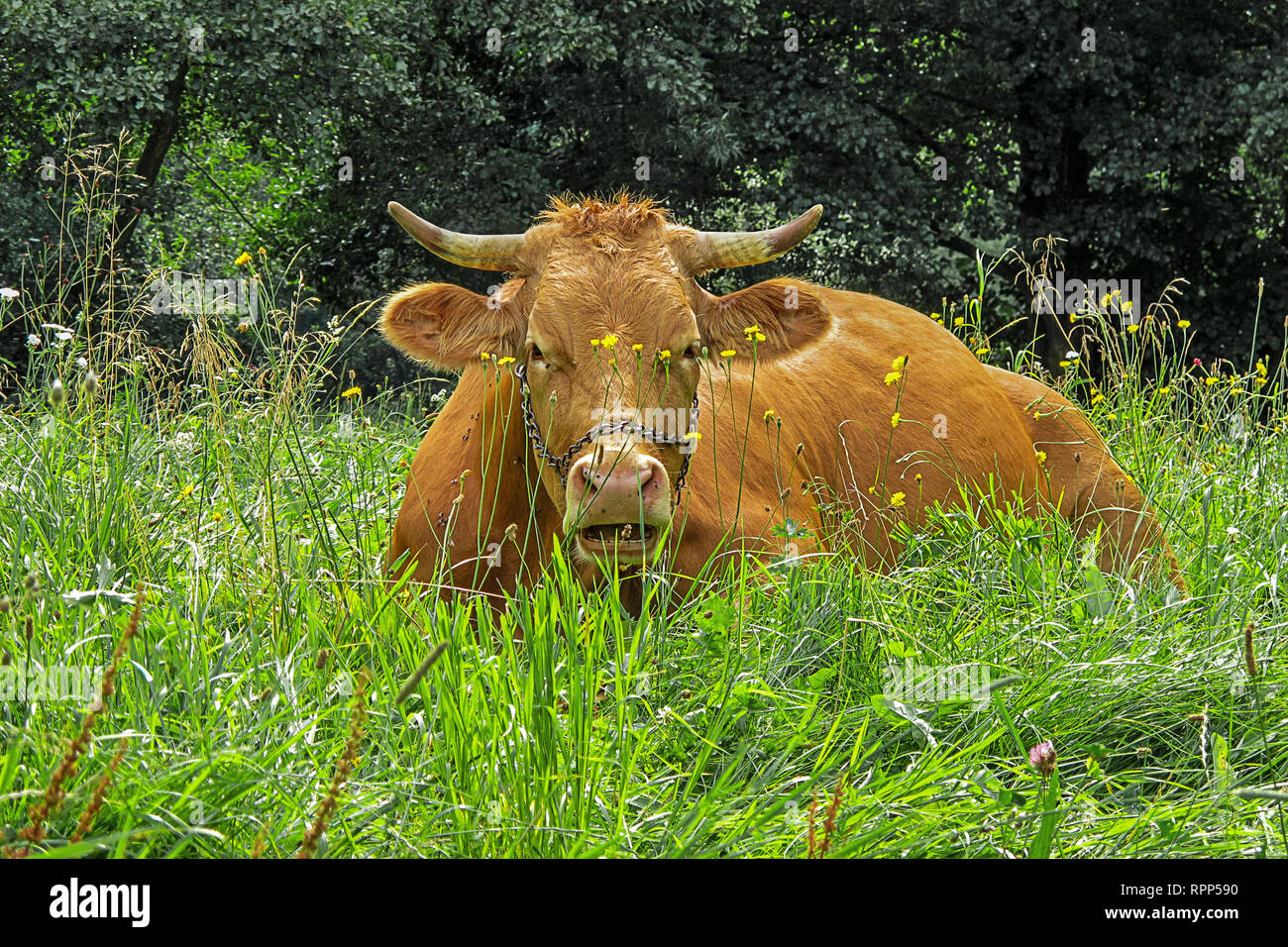 Cow enjoys summer day lying in the grass Stock Photo