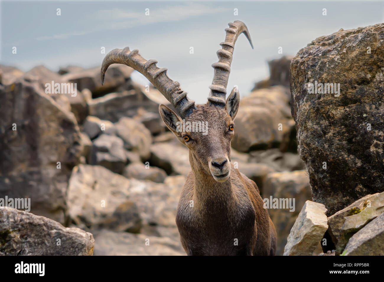 powerful capricorn in the alps Stock Photo