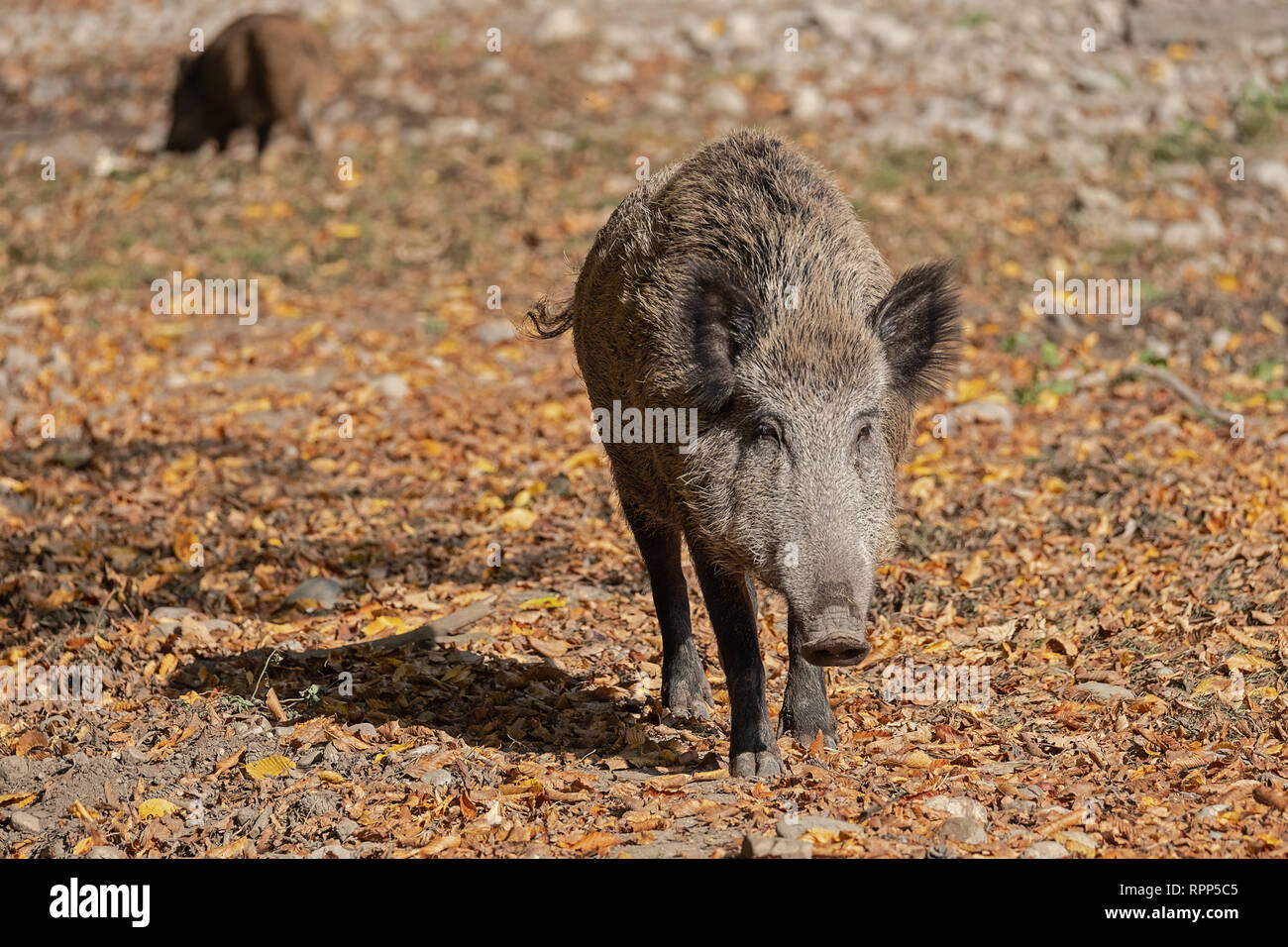 2 young wild boars in the autumn forest Stock Photo