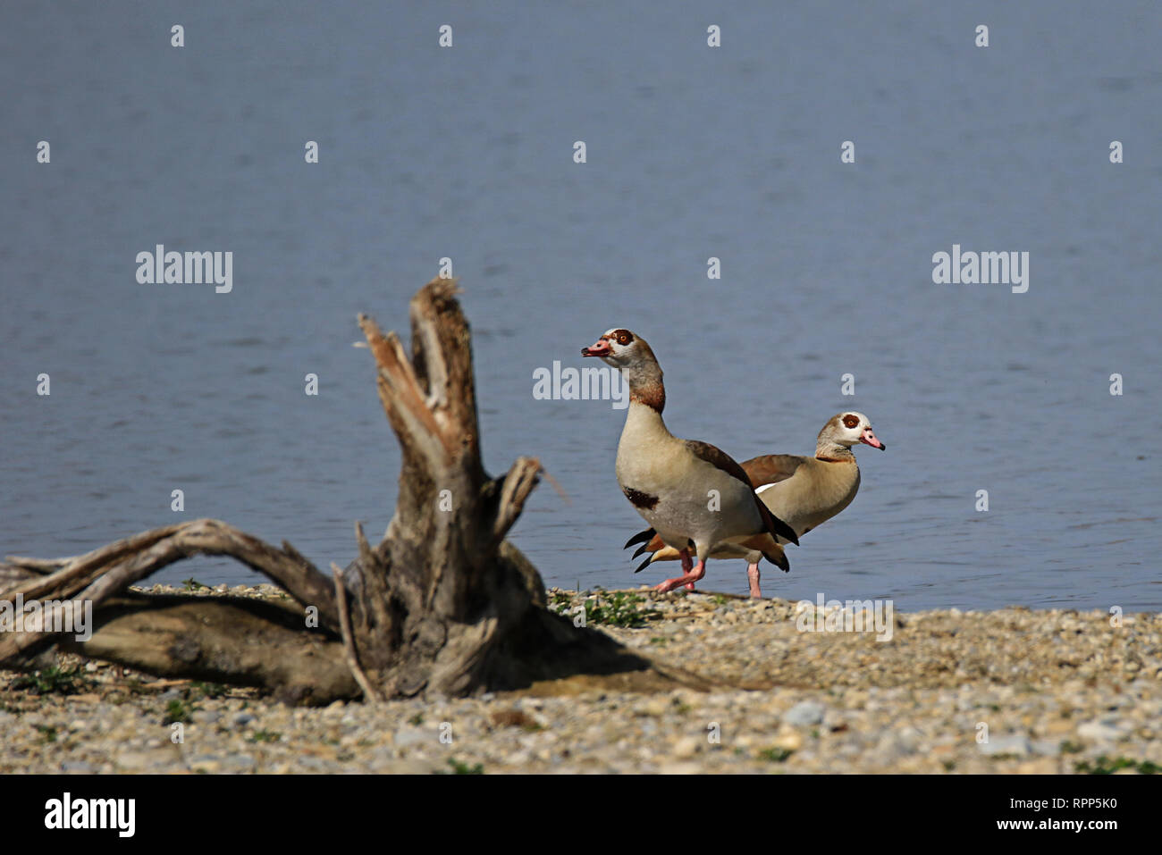 2 African Geese at Ammersee Bavaria Stock Photo